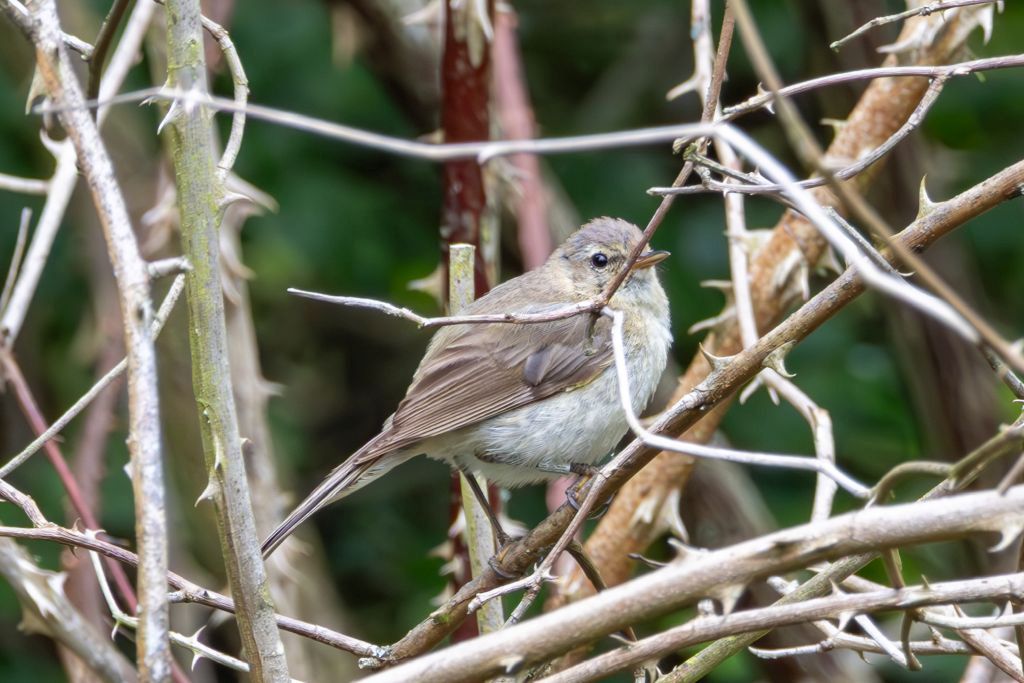 Chiffchaff image 1